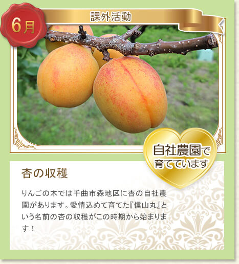 6月課外活動：杏の収穫/自社農園で育てています：りんごの木では千曲市森地区に杏の自社農園があります。愛情込めて育てた『信山丸』という名前の杏の収穫がこの時期から始まります！