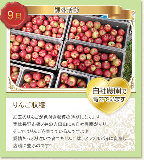 9月課外活動：りんご収穫/自社農園で育てています：紅玉のりんごが色付き収穫の時期になります。実は長野市篠ノ井の方田山にも自社農園があり、そこではりんごを育てているんですよ♪愛情たっぷり注いで育てたりんごは、アップルパイに変身し店頭に並ぶのです♡ 