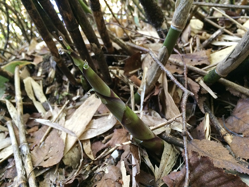 朝露をまとった食べごろの根曲がり竹の写真